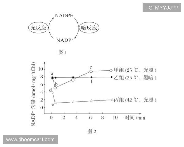 内维斯高强度压迫下的抗压表现解析